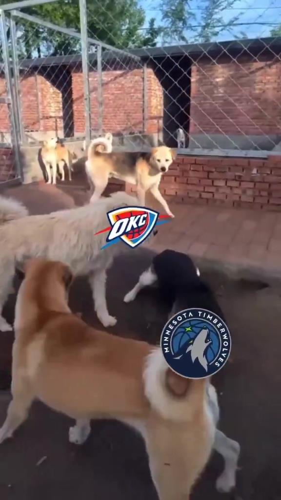 太有活了！美媒惡搞：狗王雷霆嚇退掘金灰熊，把森林狼按地上